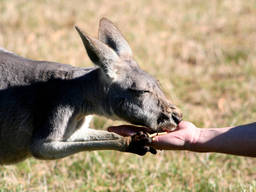 Wildlife Parks are a fun family activity.