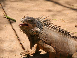 Australia is full of amazing reptile parks