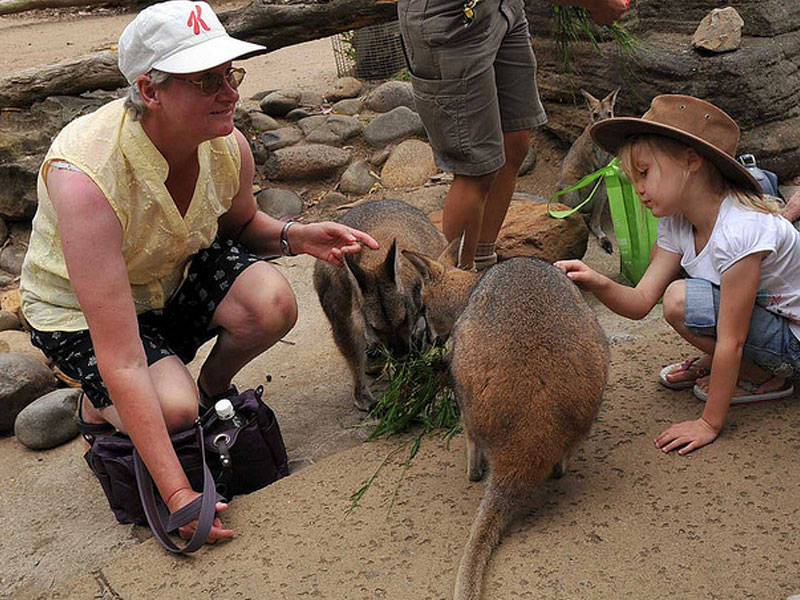 Kids can feed the animals in Taronga Zoo.