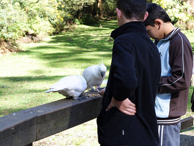 Bird feeding at the Dandenong Ranges National Park.