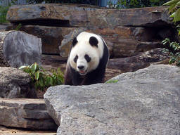 Get to see the famous giant panda in Adelaide Zoo!