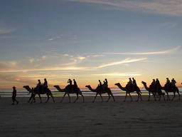 Spectacular sunset view and exciting camel tours in Cable Beach, Broome, WA.