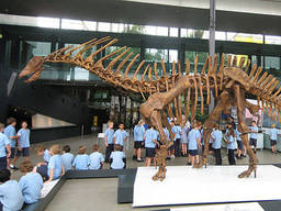 Huge dinosaur skeleton display at the Melbourne Museum.