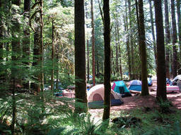 Camping in the forest.