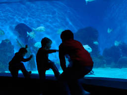 Your child will be captivated by the world that awaits them at an aquarium