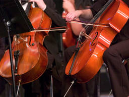 Cellos in an orchestra