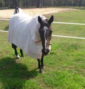 Quiet school Horse
