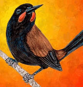 Bird iIlustration