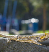 THE ROOKEEPERS KIDS WILDLIFE PARTIES Melbourne Mobile Farm & Animals 4_small