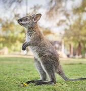 THE ROOKEEPERS KIDS WILDLIFE PARTIES Melbourne Mobile Farm & Animals 5_small