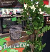 Wild Rangers Wildlife Encounters Gold Coast City Mobile Farm & Animals 7_small