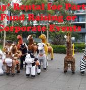 'Pony' party or rental