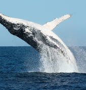 Moonshadow - TQC Cruises Nelson Bay Outdoor & Adventure School Holiday Activities 4_small