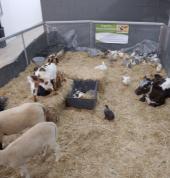 Truganina Mobile Animal Farm Lara Mobile Farm & Animals 1_small