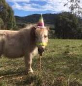 Melbourne's Pony Parties and Forest Rides Flowerdale Mobile Farm & Animals 2_small