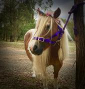 Melbourne's Pony Parties and Forest Rides Flowerdale Mobile Farm & Animals 3_small