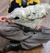 checking out skulls of other animals f