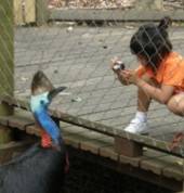 Cassowary at the David Fleay Wildlife Park