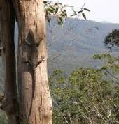 Goanna, Lamington National Park