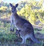 Kangaroo and joey at Kooralbyn