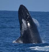 Mills Charters Whale Watching