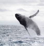 Mills Charters Whale Watchig