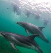 Swim with wild dolphins