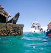 Get up close to Australian Fur Seals