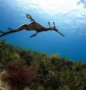 See Weedy Sea Dragons