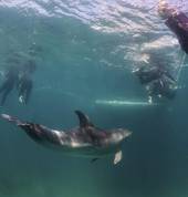 Be amazed by wildlife