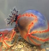 Ocean Life Education Brisbane Science Classes & Lessons 6_small