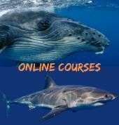 Ocean Life Education Brisbane Science Classes & Lessons 8_small