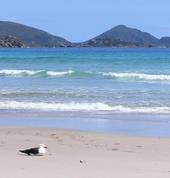 Sisters Beach