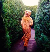 In the maze