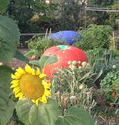 Big food garden