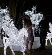 Illuminated Trees
