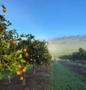 Spring in the Orchard