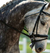 Camden Bicentennial Equestrial Park Camden Polocrosse Venues 2_small