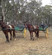 Centennial Glen Stables Blackheath Horse Riding Classes & Lessons 5_small