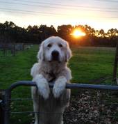 Isaaco the Maremma