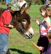 Diamond Forest Farm Stay Manjimup FarmStays 3_small