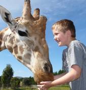Feed a Giraffe!