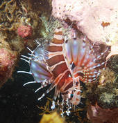 Dive Centre Manly Manly Diving Associations 1_small