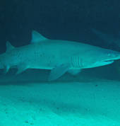 Dive Centre Manly Manly Diving Associations 2_small