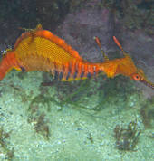 Dive Centre Manly Manly Diving Associations 4_small