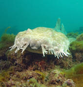 Dive Centre Manly Manly Diving Associations 5_small