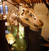 Get face to face with a T.rex