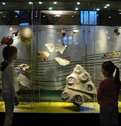 Fossil Gallery