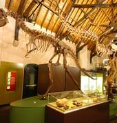 Albertasaurus adn dinosaur eggs