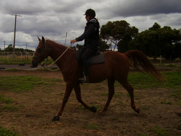 Giddy Up Ggs Horse Riding School Horse Riding Classes And Lessons For